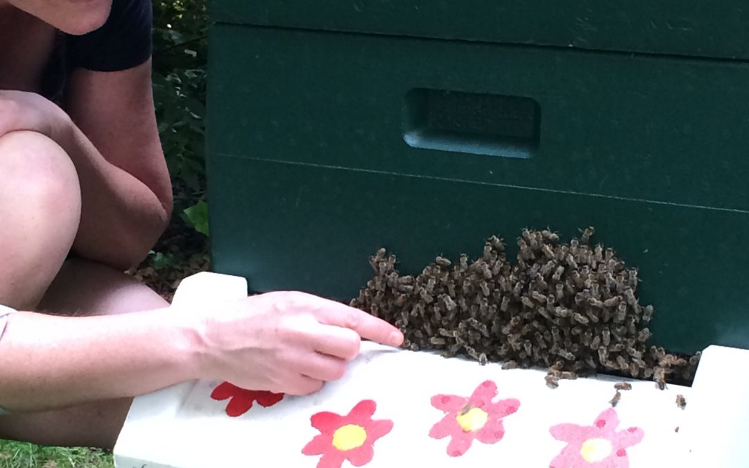 News zu Bienen & Co